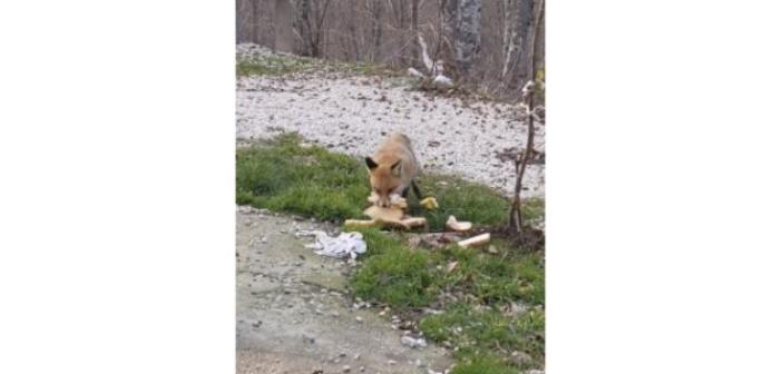 Önlerine çıkan tilkiyi beslediler