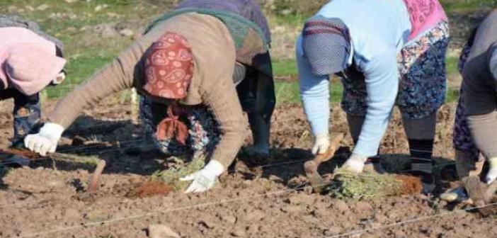 Sındırgı’da kök boya bitkileri toprakla buluşuyor