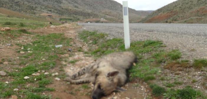 Nesli tükenmek üzere olan çizgili sırtlan yol kenarında bulundu