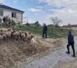 Eskişehir’de 33 küçükbaş hayvan dron desteğiyle bulundu