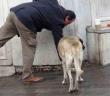 Sokak köpekleri İstiklal Caddesi’ndeki bir lokantanın müdavimi oldu