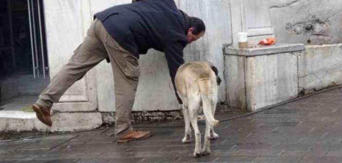 Sokak köpekleri İstiklal Caddesi’ndeki bir lokantanın müdavimi oldu