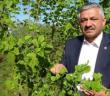 Fındıkta zirai don tehlikesi: Ciddi rekolte kaybı yaşanabilir