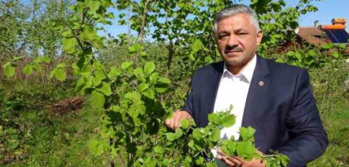 Fındıkta zirai don tehlikesi: Ciddi rekolte kaybı yaşanabilir