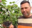 Mersin’de karadut hasadı: Kilosu 50 liradan ihraç ediliyor