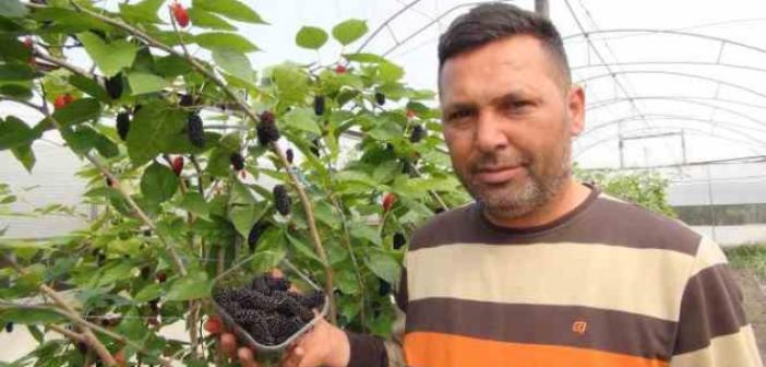 Mersin’de karadut hasadı: Kilosu 50 liradan ihraç ediliyor