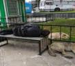 Bankta uyuyan ’Red Kit’i yanına yatan sokak köpekleri korudu