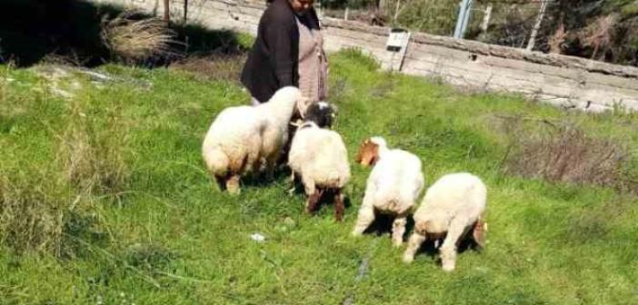 Kaybolan koyunları, jandarma buldu