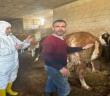 Siirt’te şap hastalığı için ilk etap aşılama çalışmaları tamamlandı