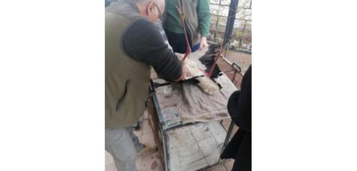 Iğdır’da yaralı leylek tedavi altına alındı