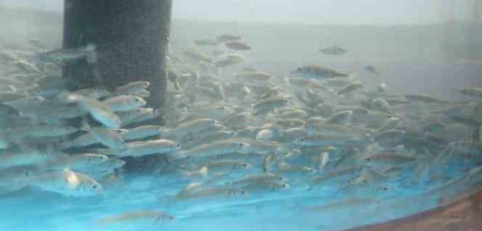 İzmit Körfezi’ne 5 bin balık daha salınacak
