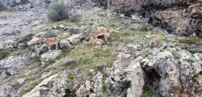 Dağların süsü yaban keçileri Gümüşhane’de dronla görüntülendi