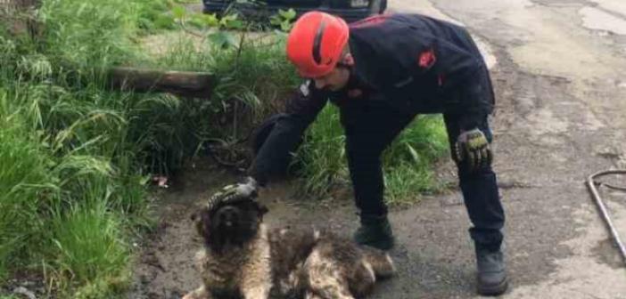 Akar borusuna sıkışan köpeği itfaiye ekipleri kurtardı