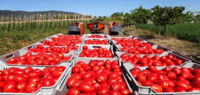 Rusya’ya domates ihracatında kota 350 bin tondan 500 bin tona çıkarıldı