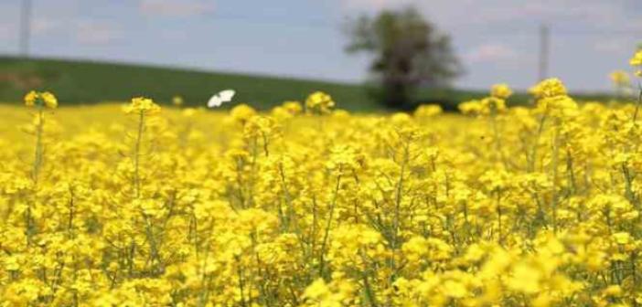 Trakya’nın yeni ‘sarı gelini’ kanola tarlaları görsel şölen sunuyor