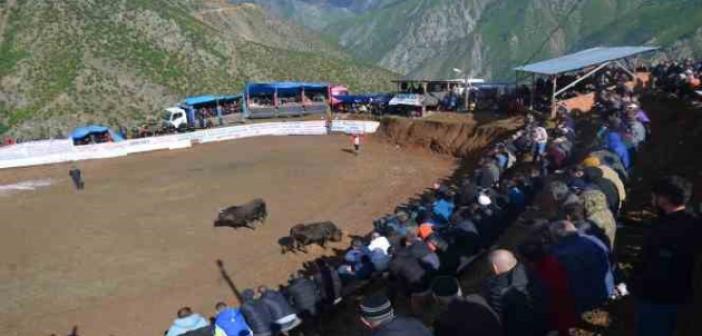 Artvin’de boğa güreşleri festivalleri başladı