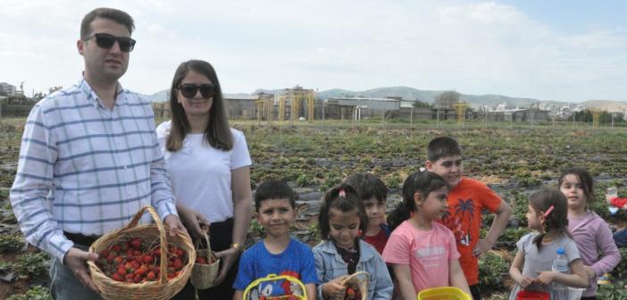 Kızıltepe’de çilek hasadı başladı