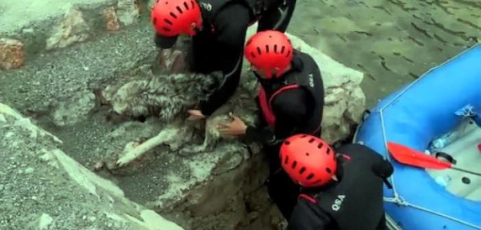 Rafting parkurunda donmak üzere olan köpeğin imdadına sporcular yetişti