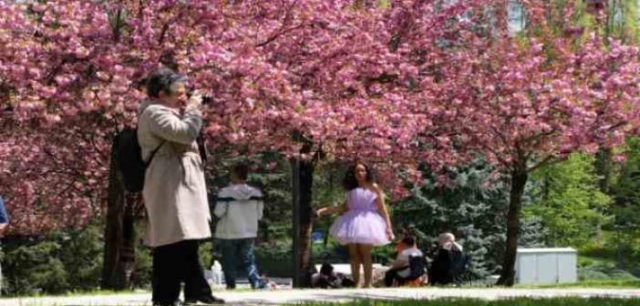 Baharın müjdeleyicisi “sakura ağaçları”ndan görsel şölen
