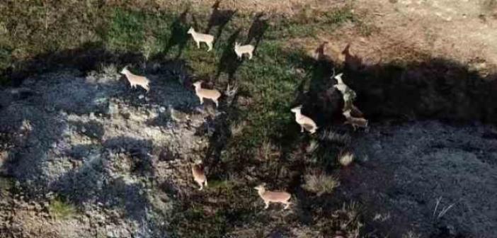 Dağda gezerken sürü halinde karşısına çıktılar, aklına ilk dron geldi