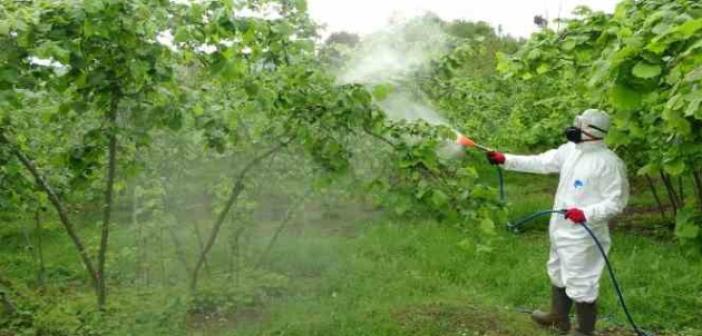 Fındıkta kozalak akarı ve külleme hastalığı ile mücadele başladı