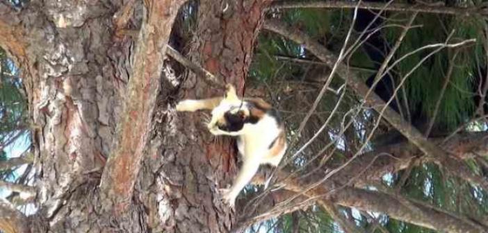 İtfaiye müdürlüğü bahçesindeki ağaçta kedi kurtarma operasyonu