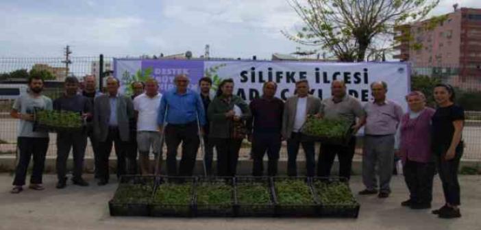 Silifke’de üreticilere 50 bin adet ada çayı fidesi desteği