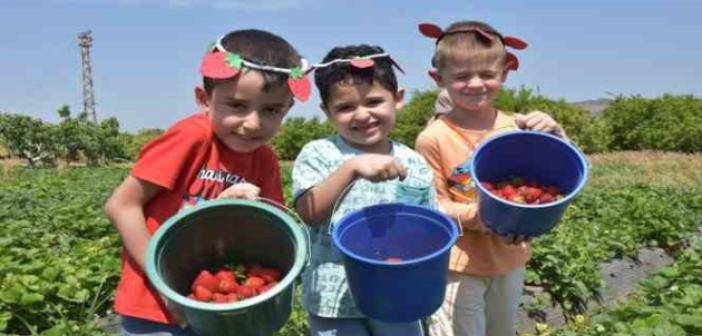 Menemen’de çilek kokulu günler başlıyor