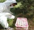 İzmir Aliağa’da ‘terminatör’ böcekler doğaya salındı