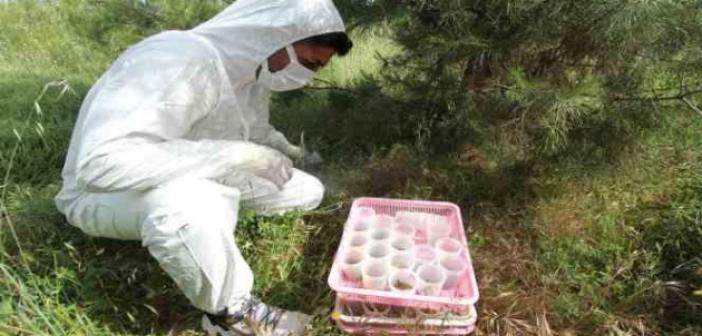 İzmir Aliağa’da ‘terminatör’ böcekler doğaya salındı