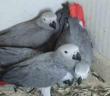 Şırnak’a yasa dışı yollarla getirilen 5 papağan ele geçirildi
