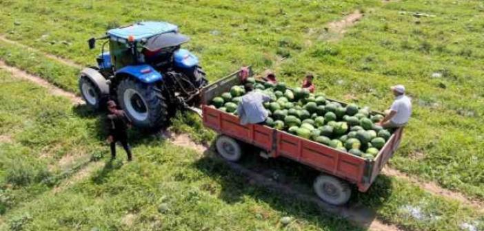 Tescilli Adana karpuzunda hasat başladı