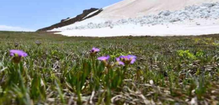 Şırnak’ta yılın son kardelenleri çiçek açtı