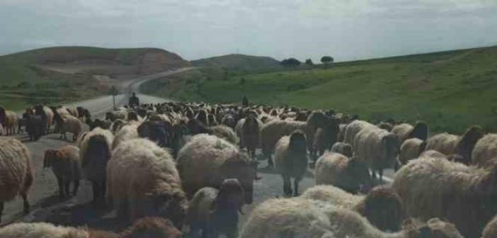 Göçerlerin zorlu yayla yolculuğu devam ediyor