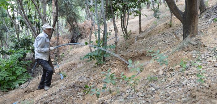 Ömrünü çevreye adayan Şeyhmus Amca'dan fidan dikme çağrısı