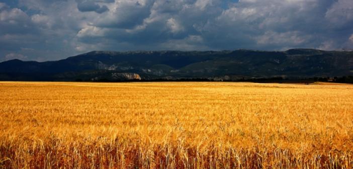 TMO'nun Arpa ve buğday alım fiyatı açıklandı
