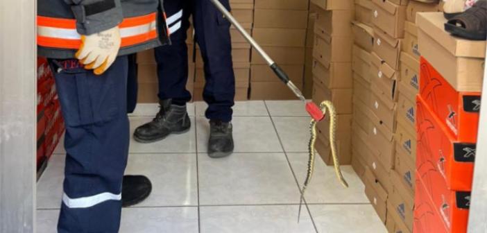 Mağazaya giren yılan İtfaiye ekipleri tarafından yakalandı