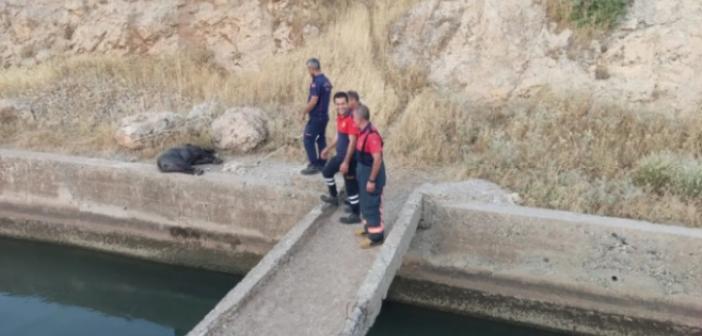 Nusaybin’de sulama kanalına düşen domuzu, itfaiye ekipleri kurtardı