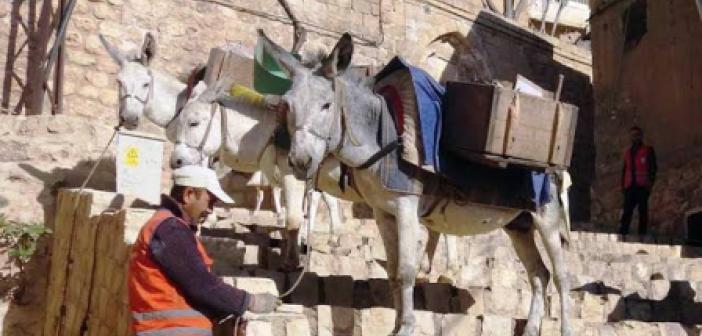 Mardin'de kadrolu eşeklere yaz mesaisi uygulandı