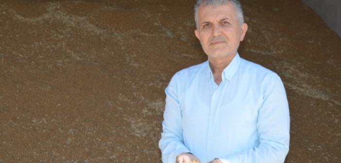 Makarnalık buğdayın fiyatı 500 lira birden yükseldi!