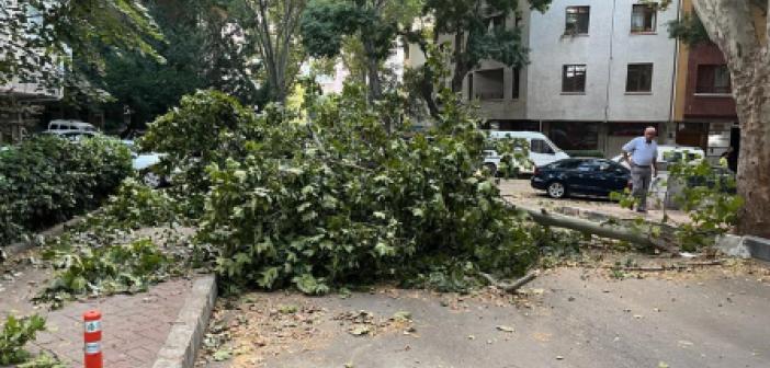 Ankara’da fırtına etkili oldu, ağaçlar araçların üzerine devrildi