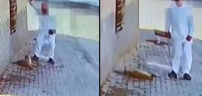 Yavru köpeği demir çubukla öldüren kişi gözaltına alındı