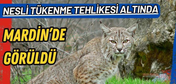 Mardin'de nesli tükenmekte olan Vaşak görüldü