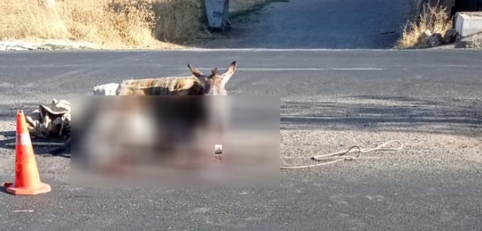 Ticari taksinin çarptığı eşek yaralandı