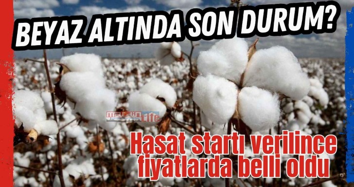 Hasat startı verilince Pamuk fiyatı da belli oldu!
