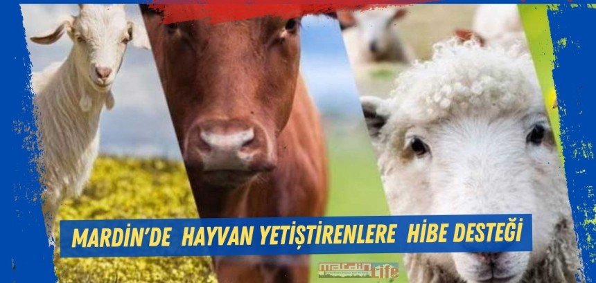 Mardin'de de hayvan yetiştirenlere  hibe desteği