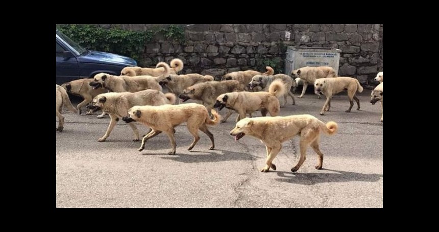 Sokak köpekleri sorunu ÇÖZÜM BEKLİYOR!