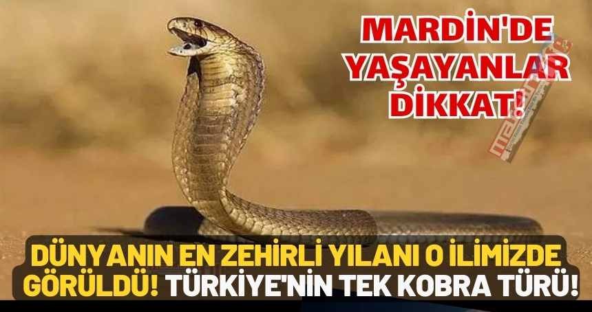 Mardin'de yaşayanlar dikkat! Dünyanın en zehirli yılanı o ilimizde görüldü! Türkiye'nin tek kobra türü!