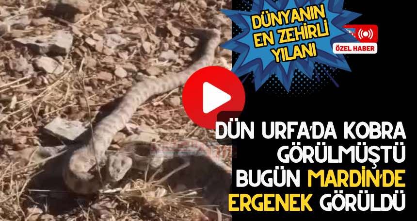Dünyanın en zehirli türlerinden Engerek yılanı Mardin'de de görüntülendi