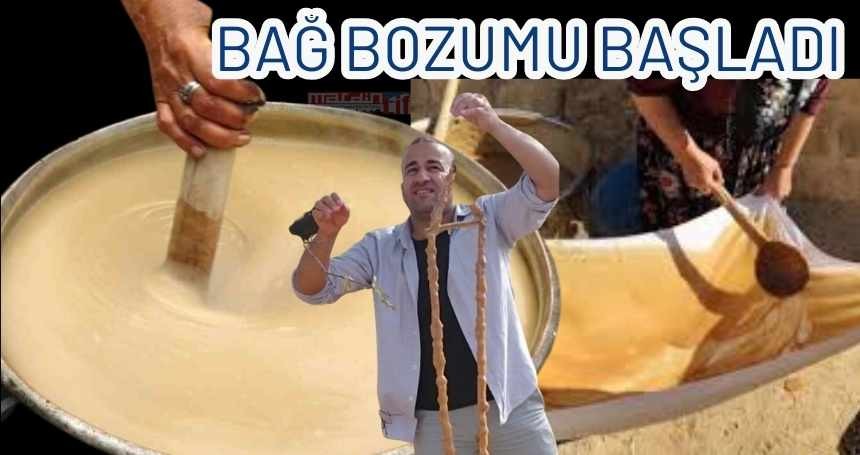 Bağ Bozumu Başladı